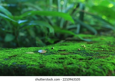 Integrity of the forest, national park. Beautiful green moss on the floor, moss close-up, macro. Beautiful background of moss with sunlight - Powered by Shutterstock