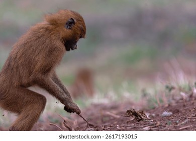 Intelligence in action: baboon using a tool