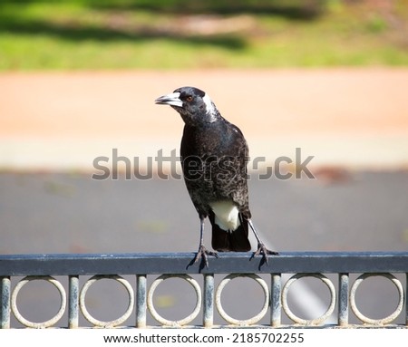 Intelligent black and white juvenile feathered Australian magpie (Cracticus tibicen) member of Corvidae family perched on a metal fence at Dalyellup Lakes, Western Australia in winter.