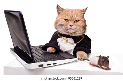 intelligent cat with a mouse for the laptop.Animal in the academic robes on a white background.financial success
