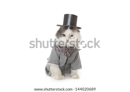 intelligent cat in a suit and a place for information