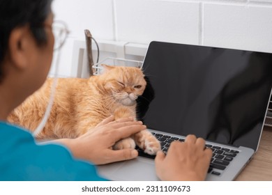 An intelligent Persian cat snuggles up with a computer. so that the owner stops working and comes to play with
