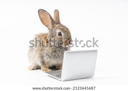 intelligent rabbit using laptop computer for work, isolated on white background