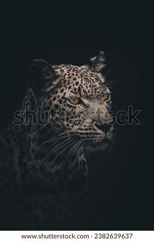 Intense and captivating close-up Black and White leopard portrait against a dark backdrop in the Sabi Sands, Africa, with piercing yellow eyes gazing into the distance. Wall Print. 