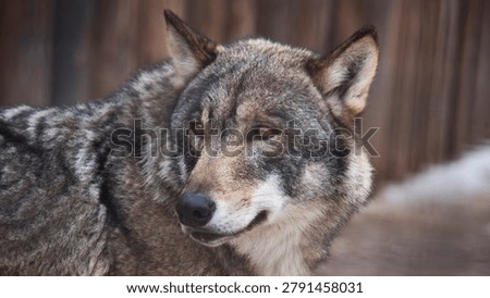 Intense close up profile of a grey wolf showing detailed fur texture and amber eyes, wildlife predator in outdoor environment, no people