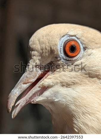 Intense close-up of a dove's eye and head, showcasing its captivating orange iris and delicate features. Perfect for birdwatchers and nature enthusiasts. #birdphotography #dove #birdseye #wildlife