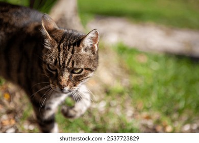 Intense close-up portraits and full body shot of a tabby cat with striking green eyes prowling through a sunlit garden. Sharp focus captures detailed fur patterns against soft, blurred  background. - Powered by Shutterstock