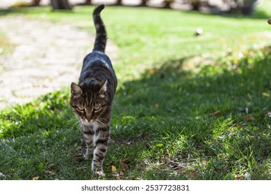 Intense close-up portraits and full body shot of a tabby cat with striking green eyes prowling through a sunlit garden. Sharp focus captures detailed fur patterns against soft, blurred  background. - Powered by Shutterstock