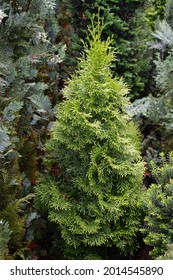 With its intense colors, the beautiful dwarf Chamaecyparis obtusa 'Nana Gracilis', is a special eye-catcher. Chamaecyparis obtusa, Japanese cypress, hinoki cypress or hinoki, is a species of cypress. 