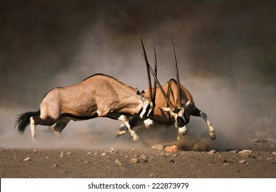Intensiver Kampf zwischen zwei männlichen Gemsbok auf staubigen Ebenen von Etosha
