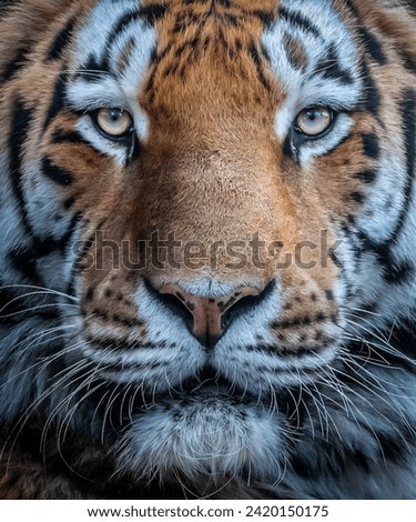 Intense Gaze: Close-Up Portrait of a Majestic Tiger

A Tiger’s Eyes: Capturing the Power and Beauty of a Wild Cat

Stripes and Whiskers: A Detailed View of a Tiger’s Face and Fur


