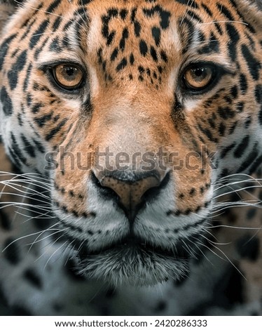 Intense Gaze: Close-Up Portrait of a Majestic Jaguar
Jaguar with Piercing Green Eyes and Spotted Fur - Stock Photo
Portrait of a Beautiful Jaguar in High Definition - Stock Photo
Close-Up of a Jaguar’