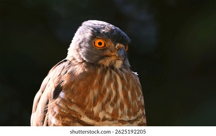 Intense gaze of a raptor, possibly a Besra or Shikra, with striking orange eyes. Close-up portrait of this bird of prey showcasing its detailed brown and white barred plumage.