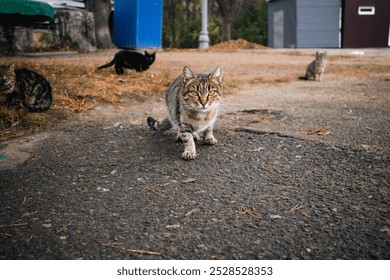 Intense Gaze of a Stray Cat in Fall Park Setting - Powered by Shutterstock