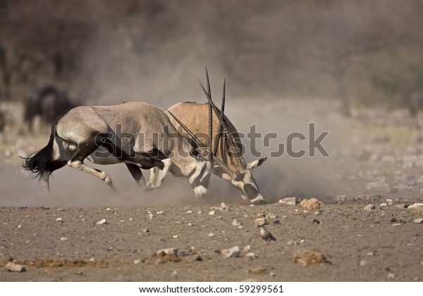 Intense Gemsbok Fight Oryx Gazella Stock Photo Edit Now 59299561