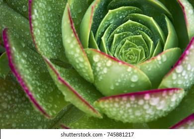Intense Green Echevaria Succulent After A Rare Rain; Sacred Geometry Defines The Spiral Growing Pattern Of This Plant