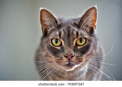 Intense looking cat 