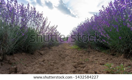 Similar – Lavender I Environment