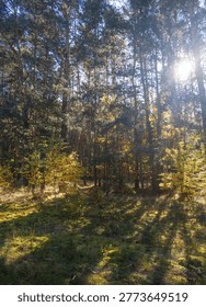 Intense rays of sunlight breaking through the trees in a forest landscape