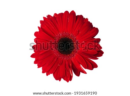 Intense red pink flower background isolated