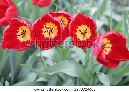 Intense red tulips (scarlet) opened their huge petals (flowers) in the middle of which there is a beautiful yellow beginning and black stamens, which contrast very much individually and together.