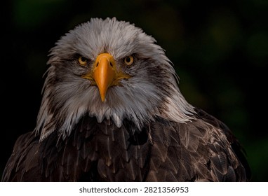 The intense stare of a bald eagle