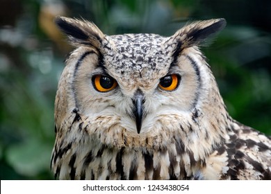 Intense Stare Of A European Eagle-owl, Bubo Bubo, Symbol Of Wisdom