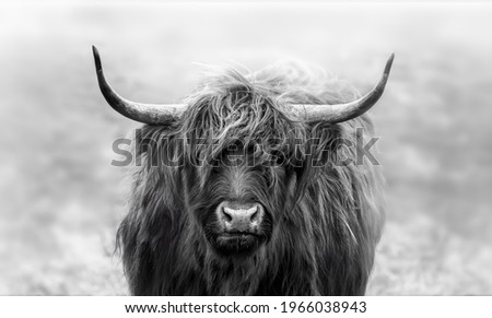 Intense stare game with this young scottish highlander. Shot on a cold morning. In The Netherlands