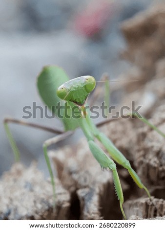Intense Stare: A Praying Mantis (Mantodea) with Large, Piercing Eyes, Gazing Directly at the Camera, Showing Its Hunter's Instincts and Natural Grace