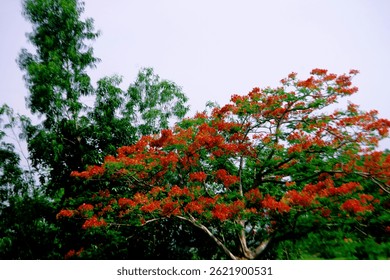  intense storms could cause damage to the tree's branches and trunk.
However, because Royal poinciana is widely cultivated, Royal poinciana is less likely to face extinction. Genetic diversity and con
