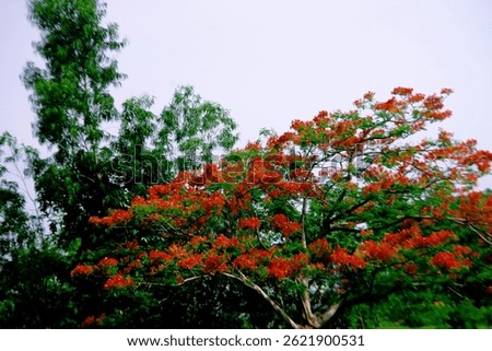  intense storms could cause damage to the tree's branches and trunk.
However, because Royal poinciana is widely cultivated, Royal poinciana is less likely to face extinction. Genetic diversity and con