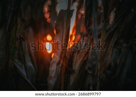 Intense sunset light bursts through dry corn husks, creating bright orange bokeh and lens flare. Focus on an exposed ear of corn. Warm, dramatic harvest scene.