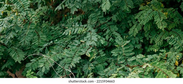 Intensely Green Leaves Of The Locust Tree