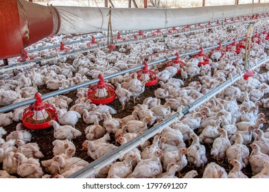 intensive agriculture in africa, chicken farming - Shutterstock ID 1797691207