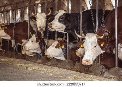 Intensive breeding of cows in a row exploited for milk production confined to a barn on a farm, many cows tied with chains. Intensive animal farming or industrial livestock production, factory farming - Shutterstock ID 2220970917