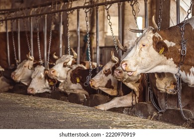 Intensive breeding of cows in a row exploited for milk production confined to a barn on a farm, many cows tied with chains. Intensive animal farming or industrial livestock production, factory farming - Shutterstock ID 2220970919