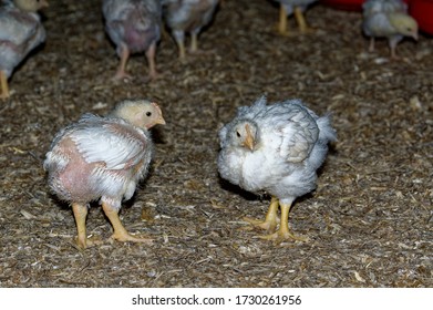 Intensive Broiler Farm. Chicks Indoors,intensive System. Commercial Flock
