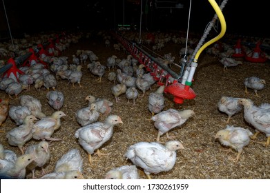 Intensive Broiler Farm. Chicks Indoors,intensive System. Commercial Flock
