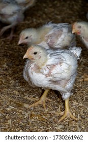 Intensive Broiler Farm. Chicks Indoors,intensive System. Commercial Flock
