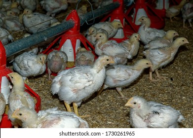 Intensive Broiler Farm. Chicks Indoors,intensive System. Commercial Flock
