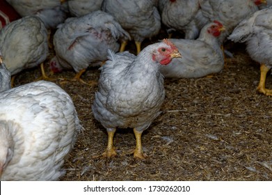 Intensive Broiler Farm. Chicks Indoors,intensive System. Commercial Flock
