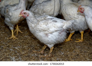 Intensive Broiler Farm. Chicks Indoors,intensive System. Commercial Flock
