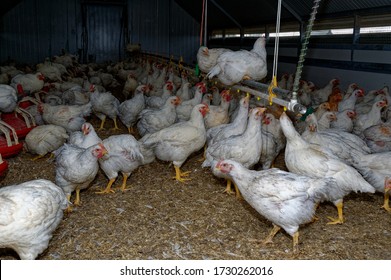 Intensive Broiler Farm. Chicks Indoors,intensive System. Commercial Flock
