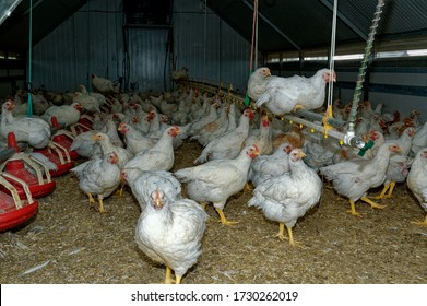 Intensive Broiler Farm. Chicks Indoors,intensive System. Commercial Flock
