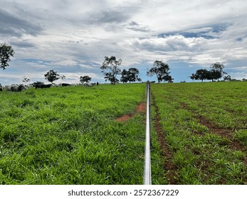 Intensive and extensive comparative of grass system pasture on beef cattle ranch