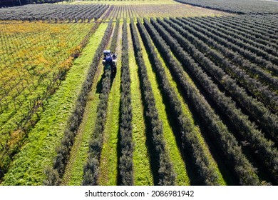 Intensive Olive Trees Plantation, Biodynamic Agriculture In Apulia, Italy