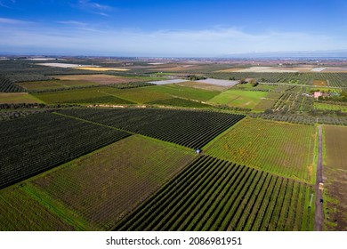 Intensive Olive Trees Plantation, Biodynamic Agriculture In Apulia, Italy