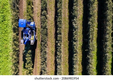 Intensive Olive Trees Plantation, Biodynamic Agriculture In Apulia, Italy