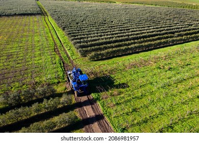 Intensive Olive Trees Plantation, Biodynamic Agriculture In Apulia, Italy