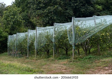 an intensive organic cultivation of apples covered with anti-hail antiparasitic net. High quality photo